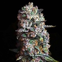Pink Slurpee Feminised Seeds