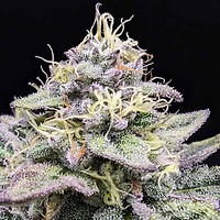 Sherbet Cream Cake Feminised Seeds
