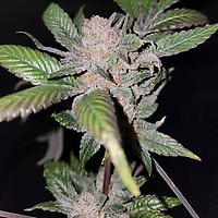 Sour Sage Feminised Seeds