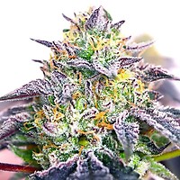 Spicy Guava Feminised Seeds