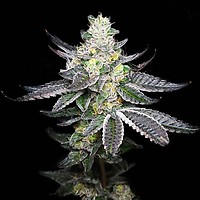 Tropicalicious Feminised Seeds