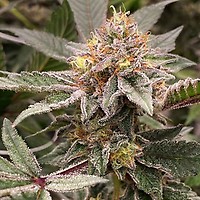 Wampa Treats Feminised Seeds