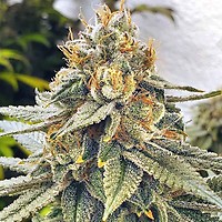 White Blizzard Feminised Seeds