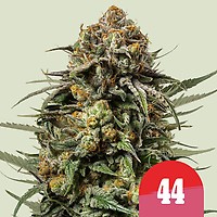 Gelato 44 Feminised Seeds