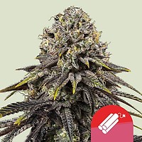 Dynamite Diesel Feminized Seeds