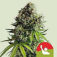 NYC Sour D Auto Feminised Seeds