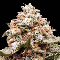 Rainbow Mints Auto Feminized Seeds