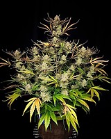 Apple Strudel Auto Feminized Seeds