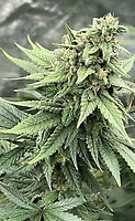 Pink LemonAid S1 Feminised Seeds