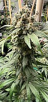 Tapestry Feminized Seeds