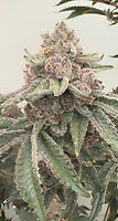 Jellycat Feminised Seeds