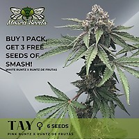 Tay Feminized Seeds
