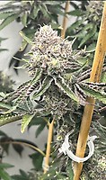 Loop Hole Feminized Seeds