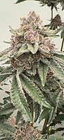 Lane 8 Feminized Seeds