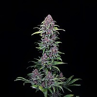 NYC Vapor Feminized Seeds