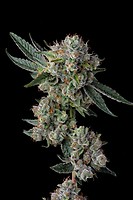 Glue 31 Feminized Seeds