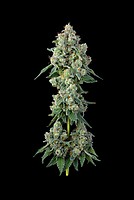 Inside Joke Feminized Seeds