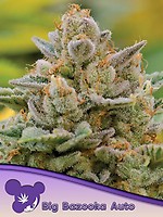 Big Bazooka Auto Feminised Seeds