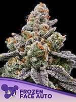 Frozen Face Auto Feminised Seeds