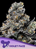 Violet Face Feminized Seeds