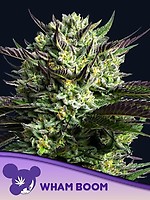 WHAM BOOM Feminised Seeds