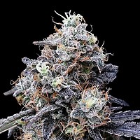 MacMelon Auto Feminised Seeds