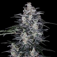 MacNana Auto Feminised Seeds