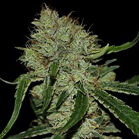 Tangielope Kush Regular Seeds