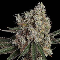 Another Level Feminized Seeds