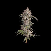 Game Over Feminized Seeds