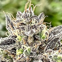 Whale Breath Feminized Seeds