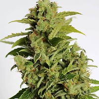 Cherry Bear Kush Auto Feminised Seeds