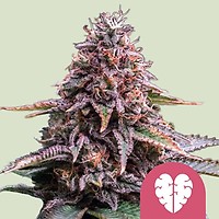 Pink Mist Feminized Seeds