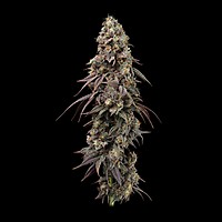 Jealousy Fast Feminized Seeds