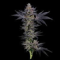 Gorilla Runtz Feminized Seeds