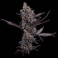 Cinderella Pineapple Feminized Seeds