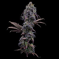 Princess Haze Feminized Seeds