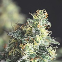 Lemon Larry OG Feminised Seeds