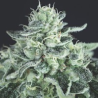 Gelato Feminised Seeds