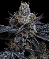 White Runtz feminized seeds