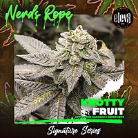 Knotty Fruit Feminized Seeds