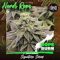 Rope Burn Feminized Seeds