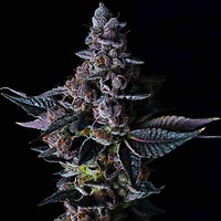 Permanent Pounder Feminized Seeds