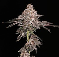 Prism Marker Feminized Seeds