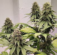 Kashmir Regular Seeds