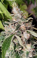 African Gas Feminized Seeds