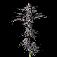 New Money Feminized Seeds