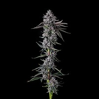 Chrome Dome Feminized Seeds