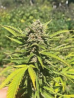 Banana Melt Feminized Seeds