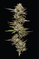 Moon Fog Feminized Seeds